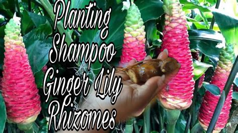 ginger lily shampoo|shampoo ginger lily benefits.